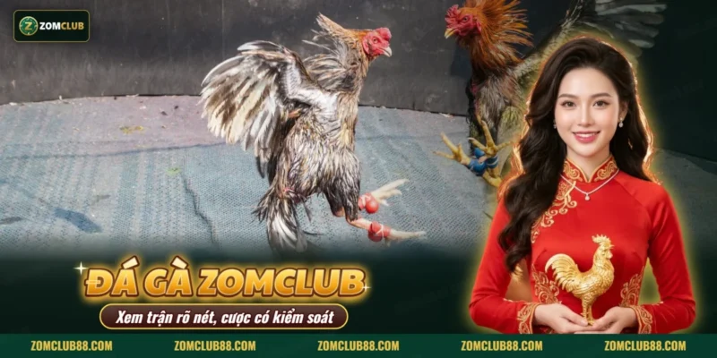 Hai gà chọi giao đấu trong sới gà thuộc mục đá gà Thomo của ZOMCLUB
